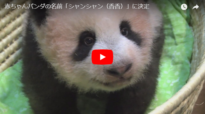 赤ちゃんパンダの名前が シャンシャン 香香 に決定 かわいいパンダ親子 上野動物園園長のインタビュー動画大公開 Trend7 話題の人物 あの出来事