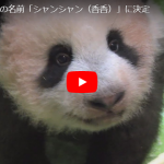 赤ちゃんパンダの名前が「シャンシャン（香香）」に決定！かわいいパンダ親子＆上野動物園園長のインタビュー動画大公開！