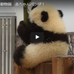 パンダの赤ちゃん名前発表「シャンシャン（香香）」に決定！生後１００日を迎えたときの貴重な動画＆子供パンダが飼育員と遊んでいる可愛すぎる動画大公開！
