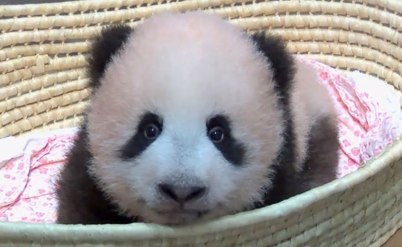 シャンシャン パンダの赤ちゃんの可愛すぎる最新動画 １３０日齢 １２０日齢を迎えるまでの可愛いすぎる衝撃映像大公開 Trend7 話題の人物 あの出来事