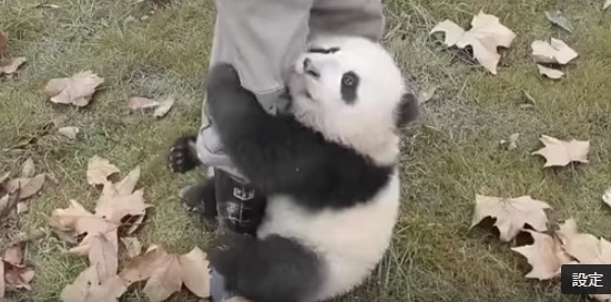 パンダの赤ちゃんの可愛すぎる動画集 可愛すぎる死闘を繰り広げる飼育員ｖｓ赤ちゃんパンダ Trend7 話題の人物 あの出来事