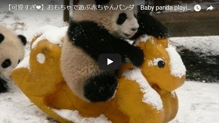 パンダの最新のかわいい動画 脱走を試みる赤ちゃんパンダｖｓ飼育員の映像が可愛すぎてヤバイ Trend7 話題の人物 あの出来事
