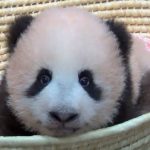 シャンシャン パンダの赤ちゃんの可愛すぎる最新動画！１３０日齢＆１２０日齢を迎えるまでの可愛いすぎる衝撃映像大公開！