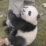 パンダの赤ちゃんの可愛すぎる動画集 可愛すぎる死闘を繰り広げる飼育員ＶＳ赤ちゃんパンダ