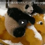 パンダの最新のかわいい動画！ 脱走を試みる赤ちゃんパンダｖｓ飼育員の映像が可愛すぎてヤバイ！！