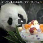 神戸のパンダのいる動物園『王子動物園』のタンタンが可愛いと話題に！タンタンの可愛い動画集＆タンタンが直面している問題点
